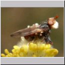 Myopa cf tesselatipennis - Fruehe Buckelblasenkopffliege 02 6mm.jpg